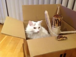 Stress-Free Tips For Moving House With Your Cat