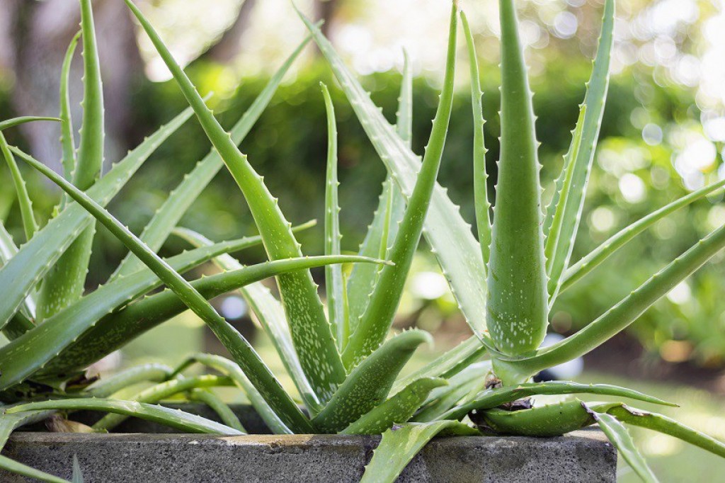 How to Grow Aloe Vera Plants At Home HubPages