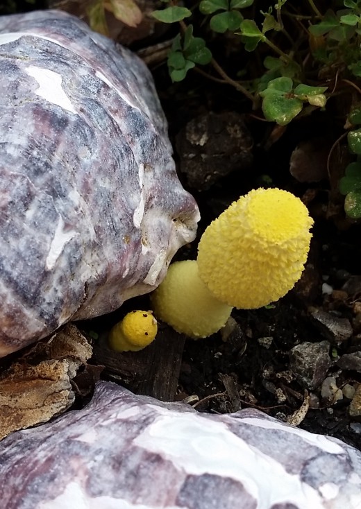 Cute little mushroom mom and baby on patio