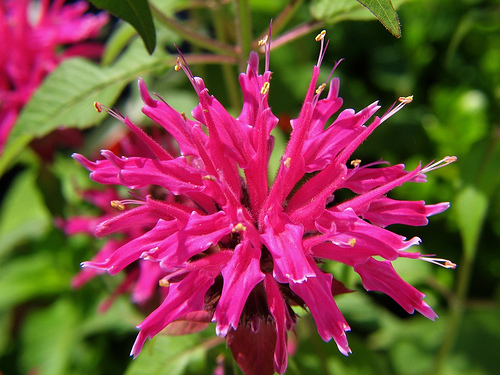 Bergamot photo by audreyjm529