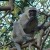 Vervet Monkeys a nuisance in Durban suburbs, South Africa