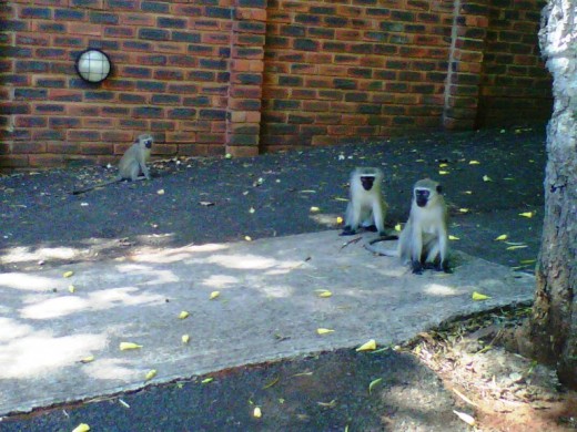 Vervet Monkeys a nuisance in Durban suburbs, South Africa
