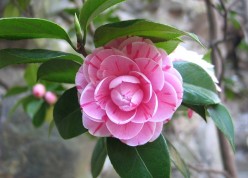 How to Grow Camellias