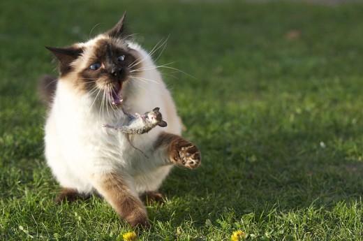 Siamese cat
