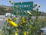 California daisies 
