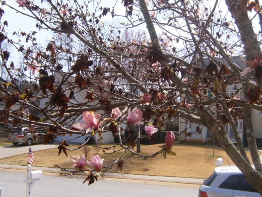 Clemson flowering