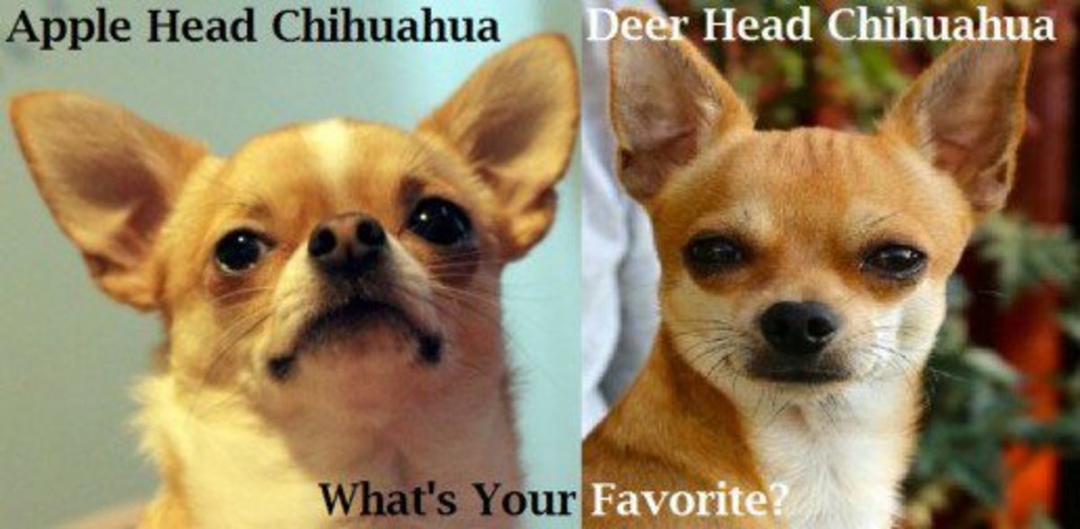 A Guide to the Apple Head Chihuahua PetHelpful