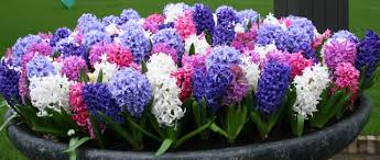 Hyacinths