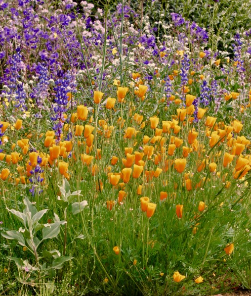 Superbloom