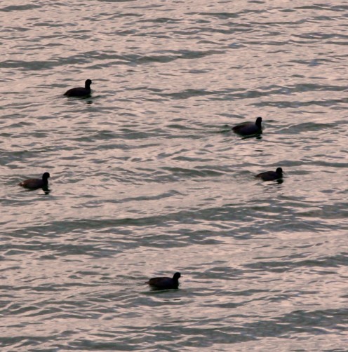 Water Fowl