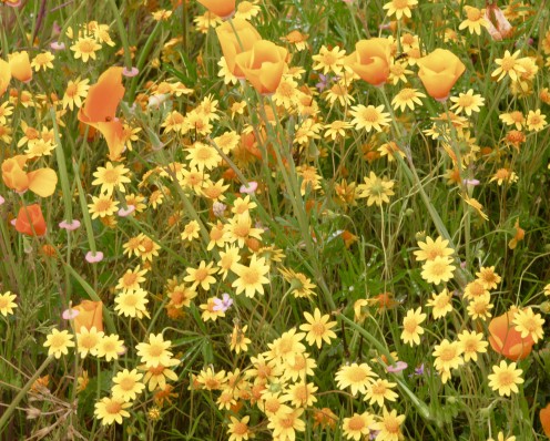 Superbloom