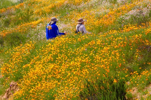 Superbloom