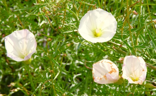 Superbloom
