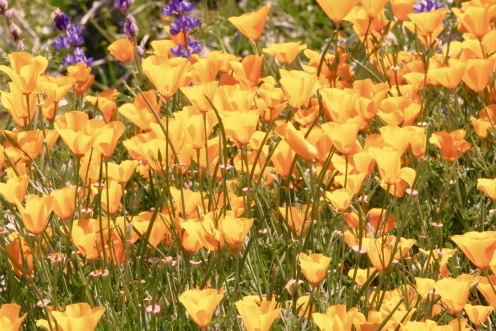 Poppies!!