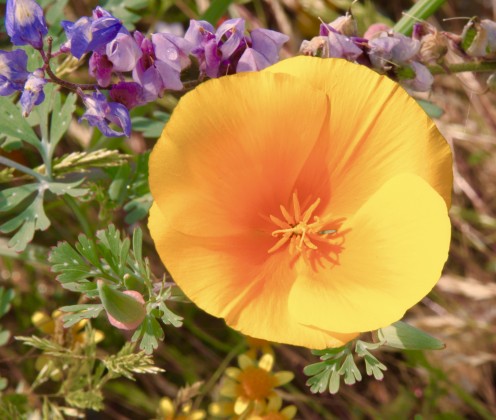 Poppies