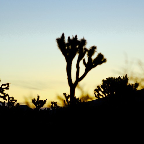 Joshua Tree