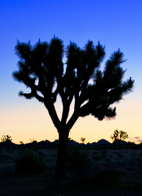 Joshua Tree