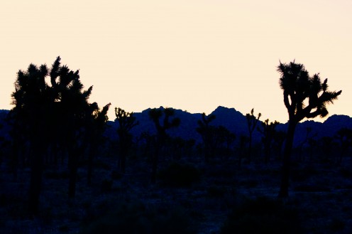 Joshua Tree