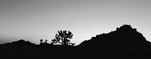 Joshua Tree