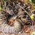 Coiled up rattlesnake - blends in well. Coiled up rattlesnake - blends in well.