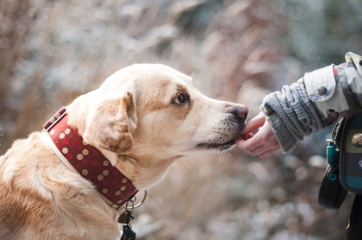 Of Dogs and Men