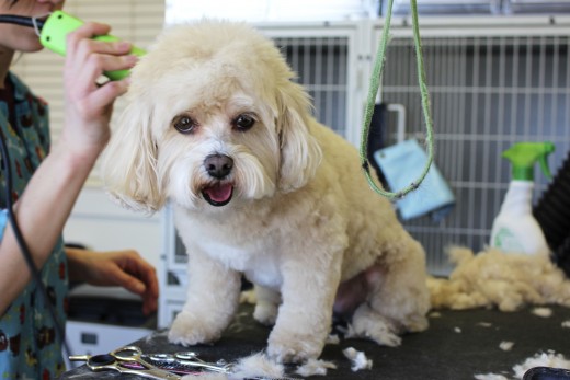 Dog Groomer