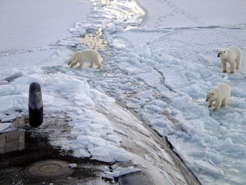 Polar bears on the sea ice of the Arctic Ocean, near the North Pole.