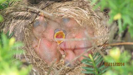 One Hungry Baby