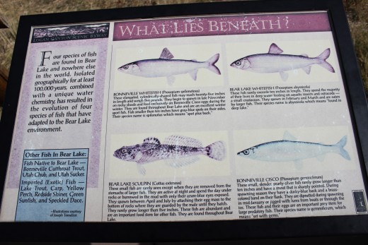 Some of the recognized creatures in the lake
