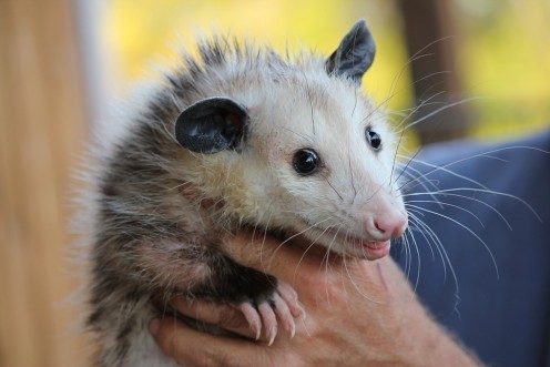 Some Belated Praise for Opossums