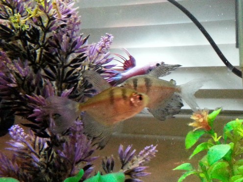 Simon & Garfunkel, the Black Skirt Tetras Simon & Garfunkel, the Black Skirt Tetras