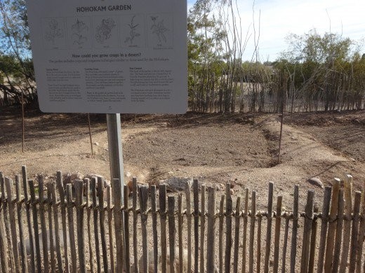 Hohokam Garden