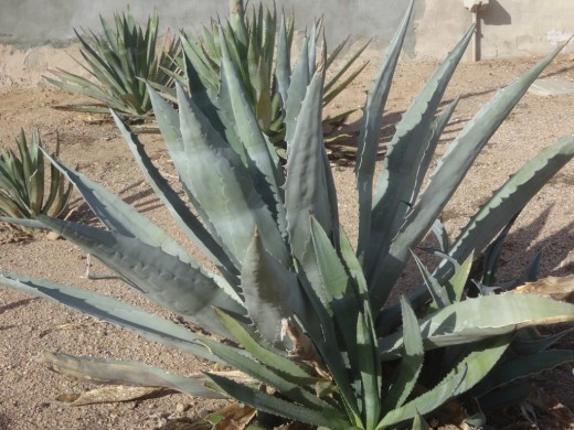 Yucca usine à Pueblo Grande Museum