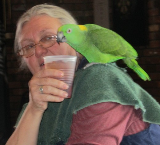 Parrot pauses for refreshments at Connecticut's Featherfest. - Photo by George Sommers