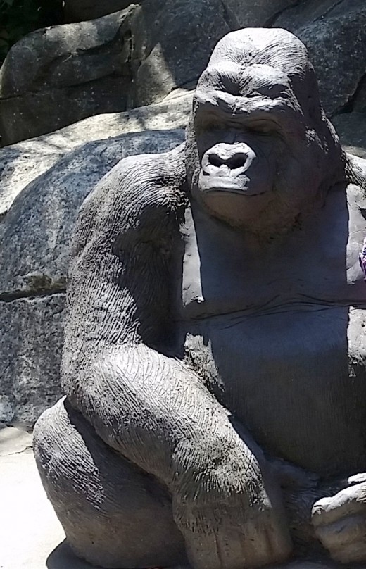 Obliging primate at Taronga Zoo, Sydney :-)