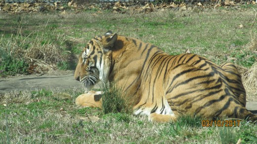 Dickerson Park Zoo - Springfield, MO