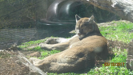 Dickerson Park Zoo - Springfield, MO