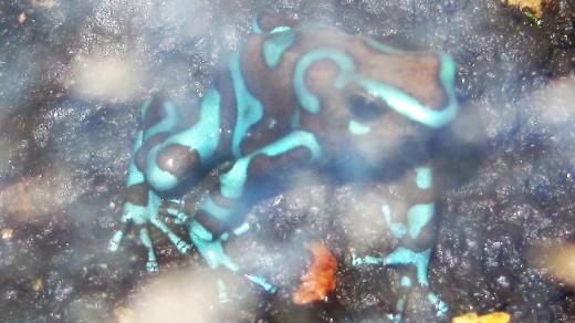 Poisonous Frog - Reptile Building - Dickerson Park Zoo - Springfield, MO