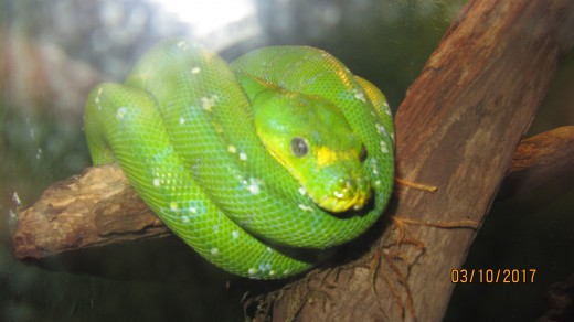 Snake - Reptile Building -Dickerson Park Zoo - Springfield, MO 