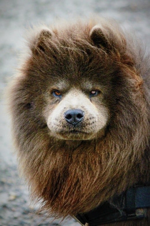 7 Dogs That Look Like Bears PetHelpful