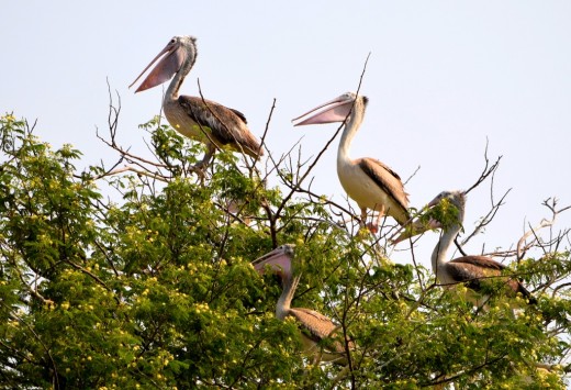 Spot-billed Pelicans on a tree in Kokkerabellur Spot-billed Pelicans on a tree in Kokkerabellur