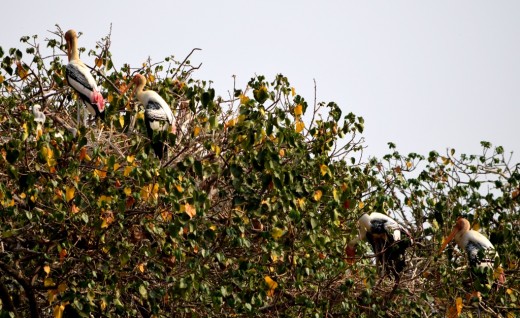 Painted Storks on a tree in Kokkerabellur Painted Storks on a tree in Kokkerabellur