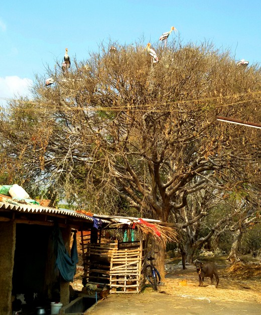 A Tamarind tree at Kokkerabellur with some Painted Storks sitting on the tree A Tamarind tree at Kokkerabellur with some Painted Storks sitting on the tree