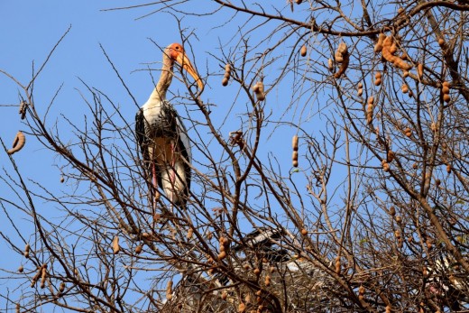 Another Painted Stork on a Tamarind tree Another Painted Stork on a Tamarind tree