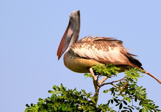 Another Spot-billed Pelican Another Spot-billed Pelican