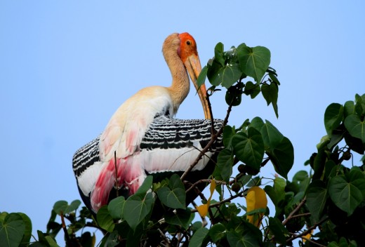 A Painted Stork A Painted Stork
