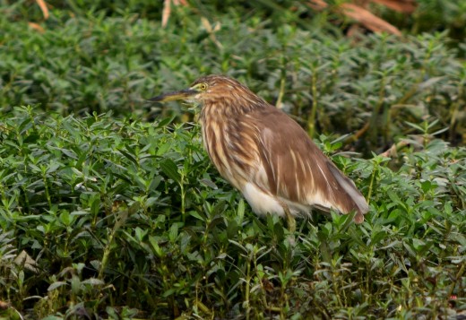 Indian Pond Heron Indian Pond Heron