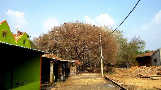 Kokkarebellur village Kokkarebellur village