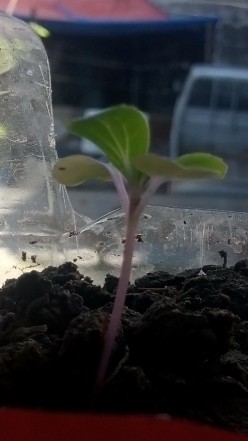 Growing Sprout