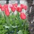 Beautiful tulips Beautiful tulips